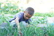 © วรรณภา มะโนศรี - Young Boy Engaged in Gardening Activities in a Lush Green Vegetable Garden, Cultivating Plants with Care and Attention to Nature's Beauty