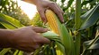 © Yuliya - Harvesting ripe corn from plant in sunlit field