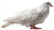 © mila103 - A white bird sits on a flat surface appearing alert and observant. The background is plain allowing the focus to remain on the bird. It shows details of feathers and feet.
