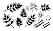 © Songkari - Hand drawn licorice medicinal herb vector illustration set isolated on white