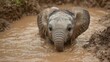 © Sharjeel - Close-up portrait of a muddy baby elephant wading in a waterhole, with a sweet, curious expression.
