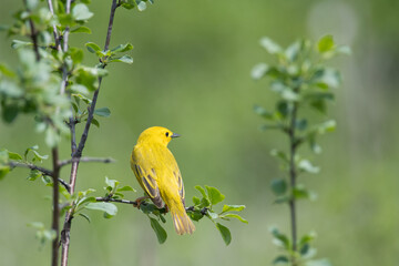  Yellow Warbler perched on a branch and looking over their shoulder