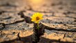 © Ghaffar stocks - Yellow Flower Growing from Cracked Dry Earth Symbolizing Resilience, Hope, and Life in Harsh Conditions