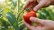 © md arif babu - Hands carefully plucking a ripe red tomato from the vine in a lush green garden