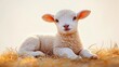 © tiger - fluffy baby lamb resting on golden straw, calm curious eyes and peaceful expression in soft warm backlight