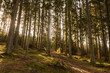 © KemenesLaszlo - Tall pine trees rise along a quiet forest path as warm sunlight filters through the canopy. The soft light and earthy tones create a peaceful, inviting atmosphere deep in the woodland.