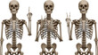 © Asha Moni - Human skeleton anatomy cartoon set with funny hand gestures and poses, medical bone structure illustration for education and design