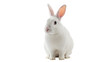 © Maria - Adorable white rabbit PNG isolated on transparent background, cute bunny pet for Easter and spring designs