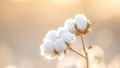 © Murai - Cotton Plant with White Bolls in Field.