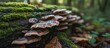 © Brian - Turkey tail mushrooms growing in the forest naturally in the wild