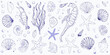 © Kabita - A delicate blue line drawing showcasing various ocean life and shells