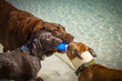 © RooM The Agency - Close-up of Three wet dogs standing on a beach biting a frisbee