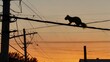 © Rezaul - As the sun sets, a squirrel balances expertly on a power line
