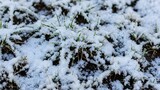 Snow covered grass and soil with green blades winter ground