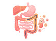 © Mpon - Detailed illustration of human digestive system with cartoon probiotic bacteria