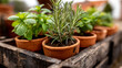 © Strother - Fresh Culinary Herbs in Terracotta Pots Including Mint and Rosemary in Rustic Wooden Crate, Kitchen Garden Herb Photography