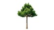 © hashanur - A single green tree with lush foliage and branches is isolated on a white background, showcasing a natural plant with vibrant leaves and a sturdy trunk suitable for forest or garden concepts