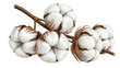 © Muksuda - Cluster of cotton bolls