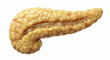 © BlueAce21 - A photorealistic 3D render of a human pancreas, anatomically correct, clean and healthy yellowish lobular tissue texture, showing the head, body, and tail sections with the main pancreatic duct