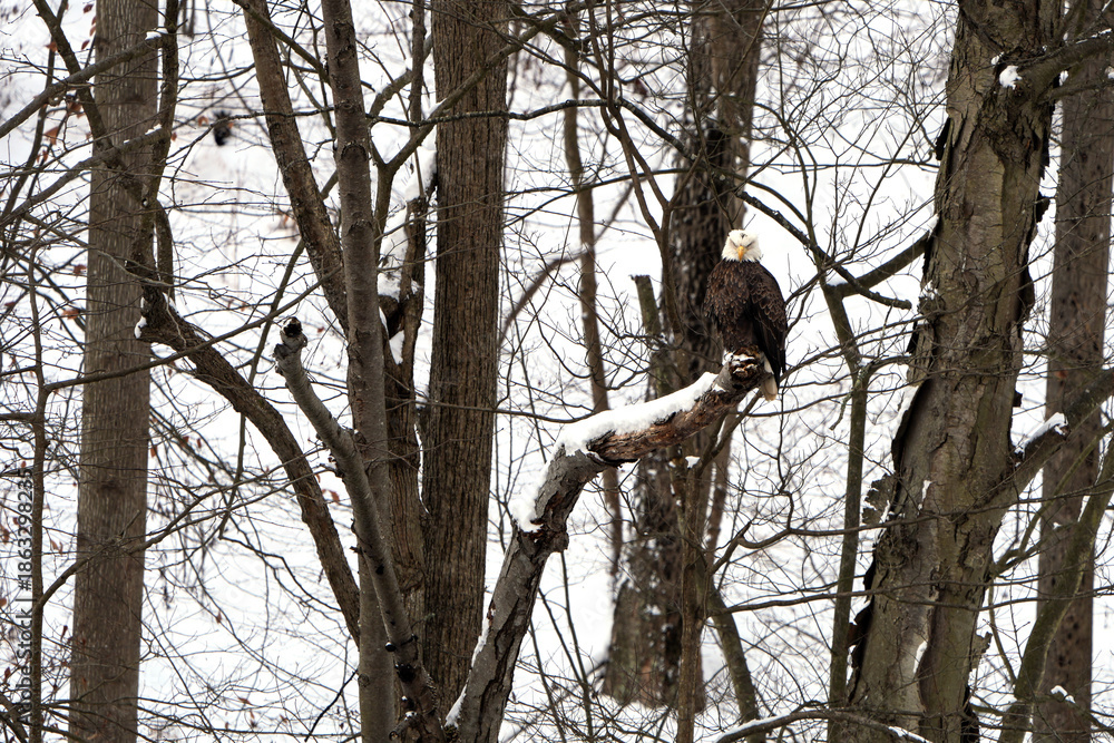 Mature bald eagle in the wild. Snow covered ground and trees. Bird is perched on a branch. Loyalhanna Dam located in Saltsburg, Pennsylvania. Winter, wildlife scene. 