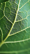 © Yoonnam - Macro leaf texture background showing detailed veins and organic patterns, highlighting natural structure, freshness, and rich botanical surface ideal for nature inspired design