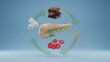 © AbdulMajid - Simplified pancreas with sugar blood cells and arrows showing metabolism flow, diabetes care, blood glucose balance