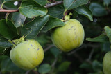 Close-up of green unripe Kaki or Persimmon fruits on late summer. Diospyros kaki in the garden
