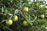 Close-up of green unripe Kaki or Persimmon fruits on late summer. Diospyros kaki in the garden