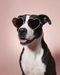 © Ula - Dog With Heart-Shaped Sunglasses Enjoys a Fun Moment