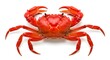 © Meharban - Red Crab Isolated on White Background