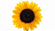 © Silvia Bogdanski - Gelbe Sonnenblume – positive Energie