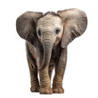 © Alostock - Cute baby elephant standing alone on transparent background