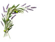 © Hazim - Elegant botanical corner composition featuring lavender sprigs and olive branches in muted sage green isolated on white background