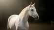 © ippi - white horse running at sunset symbolizing freedom power and natural beauty elegant white horse representing purity grace and timeless beauty
