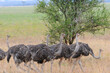 © Marion Smith (Byers) - Group of Ostrich or Struthio camelus, walking to the right against a green background