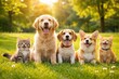 © The 2R Artificiality - Joyful pets enjoying full length view on vibrant green lawn in warm summer afternoon