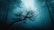 © AkuAku - Dark tree branches outline a foggy blue pine woodland, highlighting natural landscape features