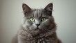 © TheWaterMeloonProjec - Gray domestic cats head shot focusing on fur texture and eye expression, animal care awareness