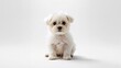 © TheWaterMeloonProjec - White Maltese dog resting alone against a neutral background, suitable for pet adoption themes