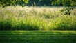 © Emin - Grass border created by mowing in a natural field with thick grass and shrubbery, summer, landscape, land use