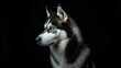 © pngking - Close-up of a Siberian Husky with striking blue eyes on a dark backdrop, highlighting canine alertness