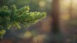 © VRVisionary - Green pine branches with needles serving as a natural background for festive displays, Earth Day