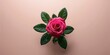 © ArtificialHorizons - Top view of a rose on a rose plant, highlighting natural flowering patterns for botanical study