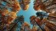 © vxnaghiyev - Autumn leaves on tall trees reaching toward a blue sky, highlighting seasonal transition and landscape aesthetics