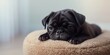 © vxnaghiyev - Lying pug dog with a somber expression, highlighting canine fatigue or calmness, no holiday