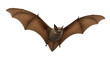 © Sadek - Flying brown bat cut-out with transparent background