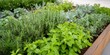 © inspiretta - Garden with many different herbs and plants