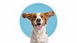 © Milan - Portrait of a happy brown and white spaniel dog with ears flying. Excited canine looking at camera with tongue out on blue circle background. Pet care and adoption concept. Copy space for text