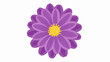 © Heri - A detailed cartoon illustration of a purple daisy with a bright yellow center