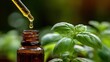© Nastya - A close up of essential oil dripping from a glass dropper beside fresh basil leaves in natural light